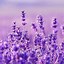 Image result for Lavender iPhone Background
