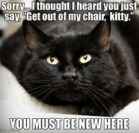 Image result for Calico Smacking Black Cat Meme