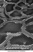 Image result for Albino Green Burmese Python