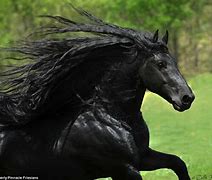 Image result for Friesian Horse
