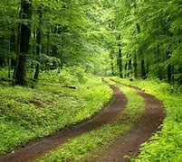 Image result for Photos of Green Forests
