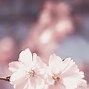 Image result for Simple Flower Background