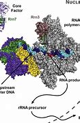 Image result for RNA Polymerase 1