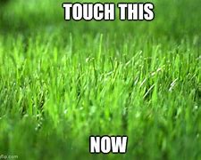 Image result for The Grass Touch It Meme Genshin