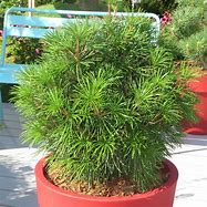 Image result for Sciadopitys verticillata Grüne Kugel