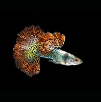 Image result for Dragon Guppy