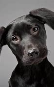 Image result for Cool Dog Photography