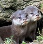 Image result for Sleeping Otter Plush