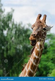 Image result for Funny Giraffe Close Up