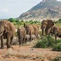Image result for Kenya African Safari Tours