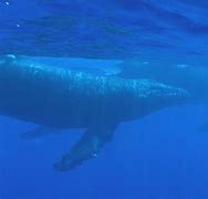 Image result for Exploding Whale