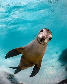 SMILE, it's Friday! 😅 Who is out diving this weekend? 📷 IG user 'brookepykephotography' | Galapagos sea lion, Marine animals, Cute animals