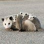 Image result for Images of Possums
