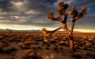 Image result for High Res Nature Desert