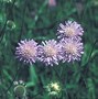 Image result for Knautia arvensis