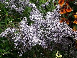 Image result for Aster cordifolius Silver Spray