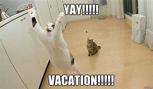 Image result for Cat On Vacation Meme