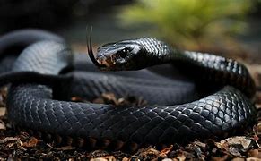 Image result for Black Mamba Angry