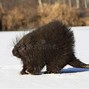 Image result for Male Porcupine