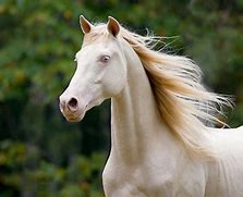 Image result for Exotic Horses