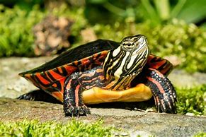 Image result for Baby Painted Turtle