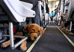 Image result for Measure Dogs Airport