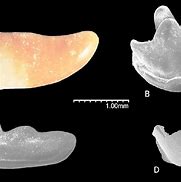 Image result for Eulipotyphla Teeth