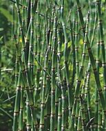 Bildergebnis für Equisetum japonicum