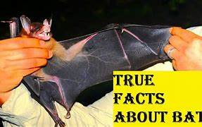 Image result for Biggest Bat Ever Found