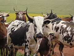 Image result for african cattle breeds