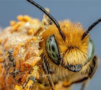 Image result for Mason Bee