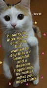 Image result for Cute Cat Wholesome Memes