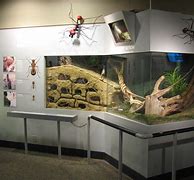 Image result for Ant Aquarium