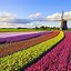 Image result for President Kennedy Picture in Tulips in Holland