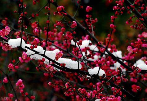 形容梅花在雪中绽放的诗句