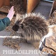 Image result for Echidna Animal vs Porcupine