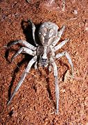 Image result for Large Wolf Spiders Florida