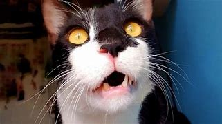 Image result for Funny Confused Cat Face