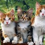 Image result for Pictures of Cats