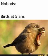 Image result for Bird Laughing Meme
