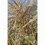 Miscanthus sinensis Vanilla に対する画像結果
