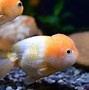 Image result for Expensive Goldfish