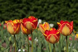 Image result for Tulip Happy Banja