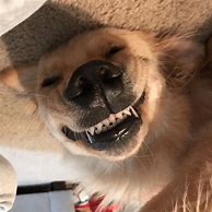Image result for Happy Doggo Meme