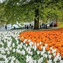 Image result for Tulip Gardens Amsterdam Netherlands
