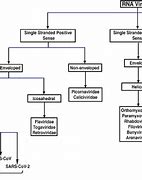 Image result for Viral Classification Chart