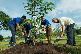 Image result for Tree-Planting Forest