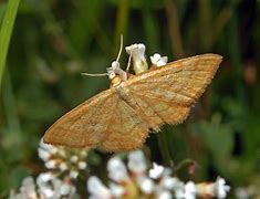 Image result for Geometridae