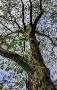 Image result for Arizona Sycamore