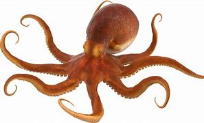 Image result for Octopus Cartoon Transparent